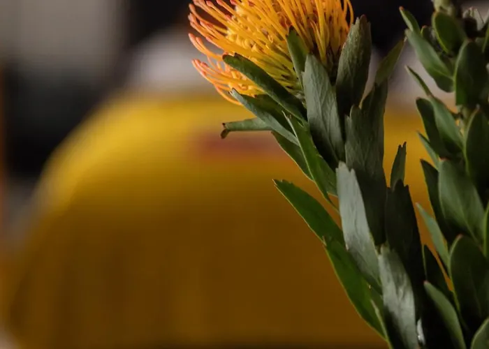 Scala By Moderna Profit- Lakowa 60c Διαμέρισμα