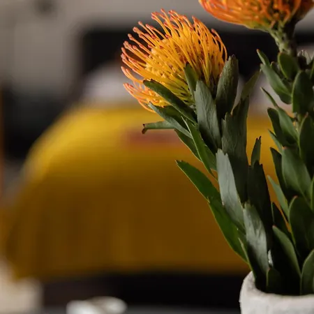 Scala By Moderna Profit- Lakowa 60c アパート